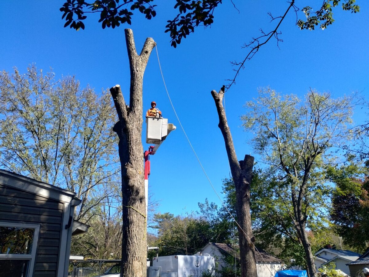 Trufast climber in a bucket truck taking down two tall trunks next to a house, with the Trufast truck parked below