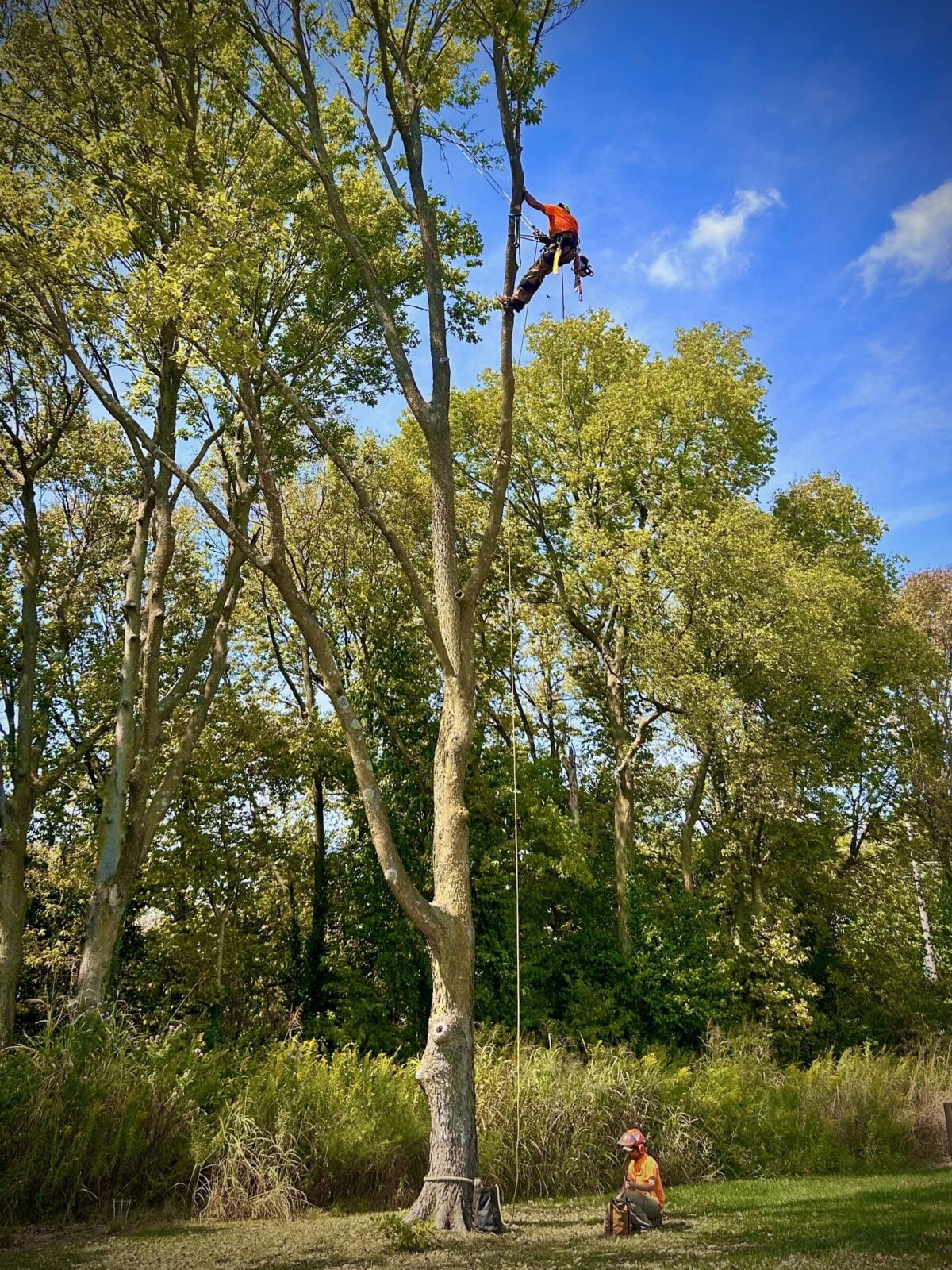 Trufast climber tied in near the top of a tall tree while a ground worker tends the rope at the base