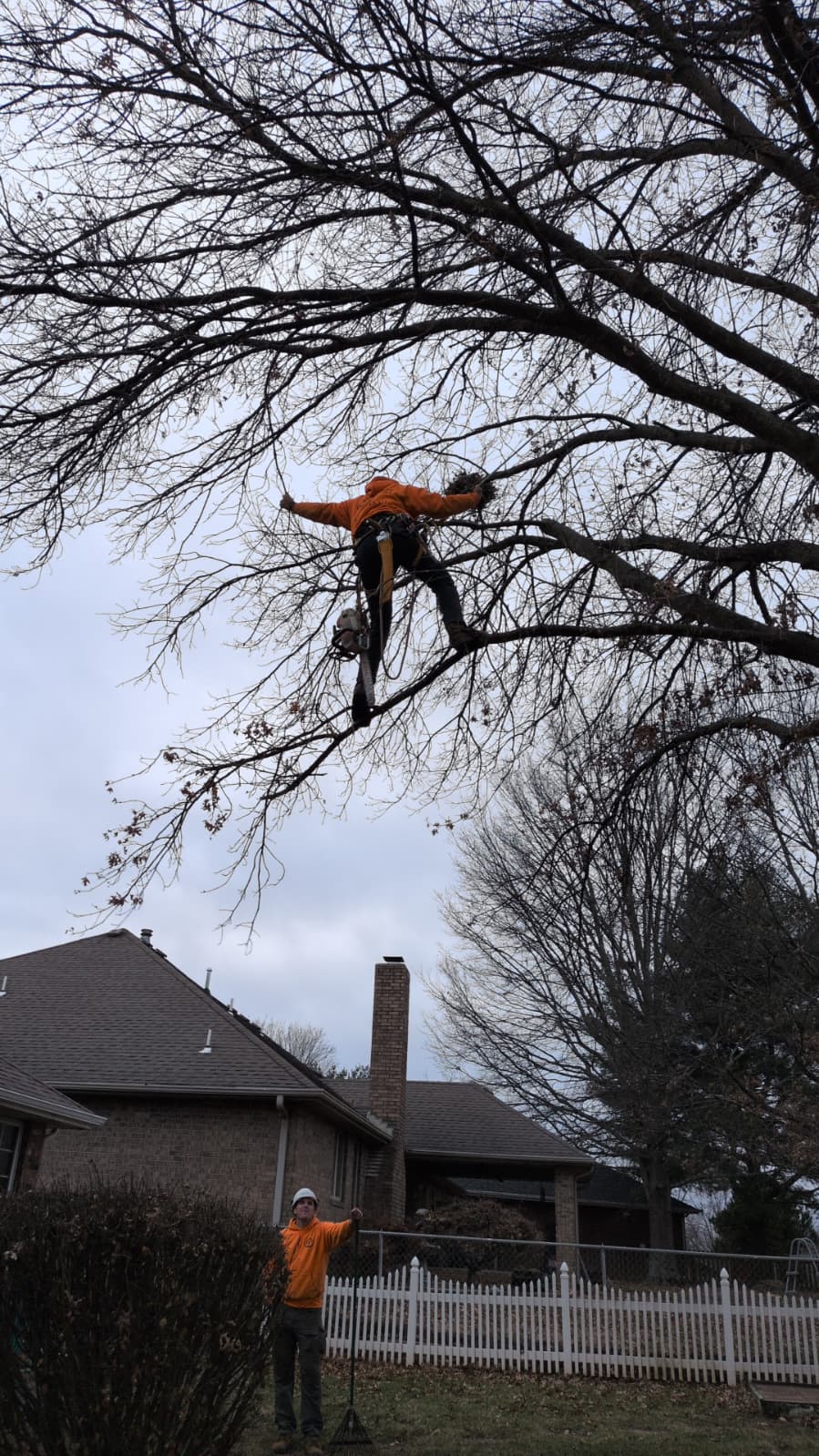 A Trufast climber limb-walking out along a branch of a bare winter tree, saw at his hip, while a ground crew member watches from below.
