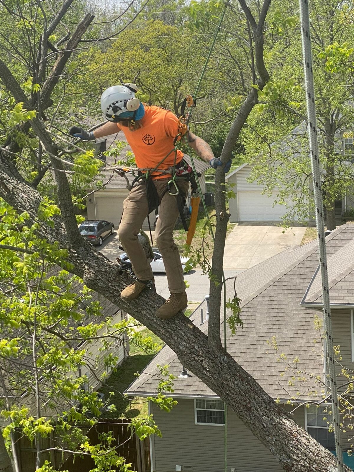 Trufast climber in helmet and harness learning to limb-walk out along a branch, tied in to his rope system