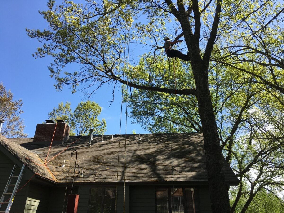 Trufast climber on ropes high in a leafing-out tree, limbs reaching over a house roof, lines rigged down to the ground