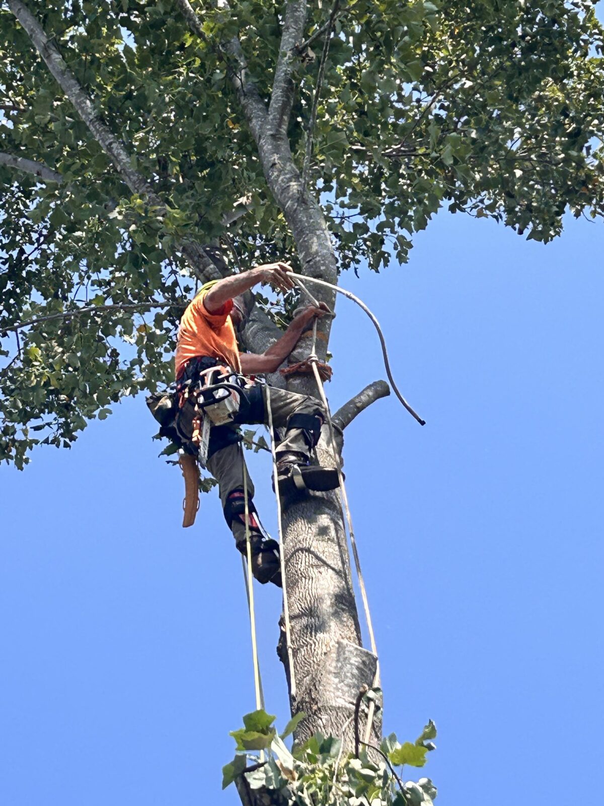 A Trufast climber on spurs high on a trunk, tying off a rigging line around the top before the next cut, saw on his hip.
