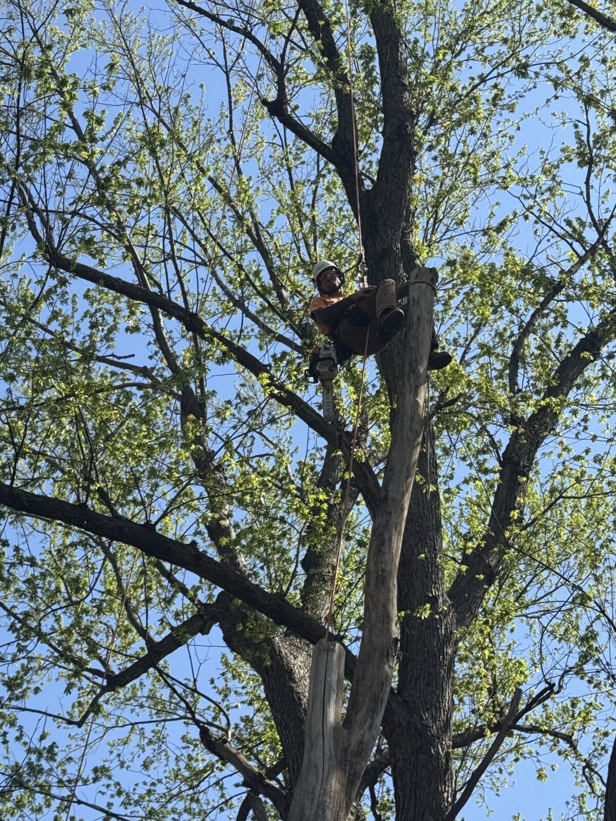 A Trufast climber perched on top of a freshly cut spar high in a big spring tree, saw hanging from his harness.