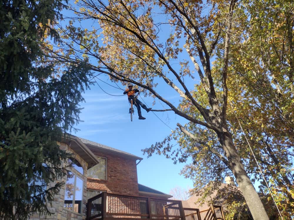 A Trufast climber roped in high in a fall-colored canopy, pruning limbs that reach over a brick house and its back deck.
