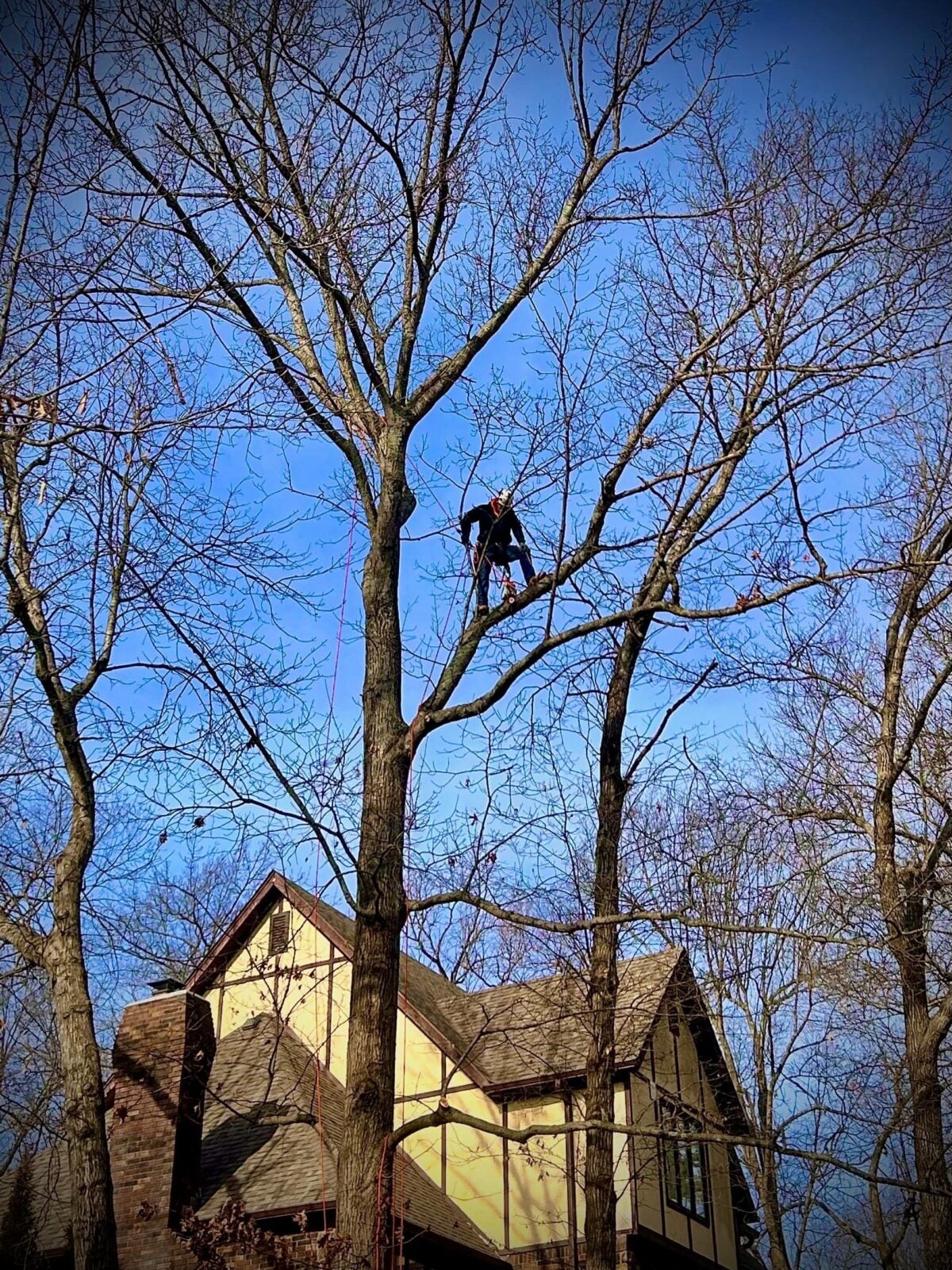 Trufast climber tied in high in a tall bare tree, pruning above the roof of a house