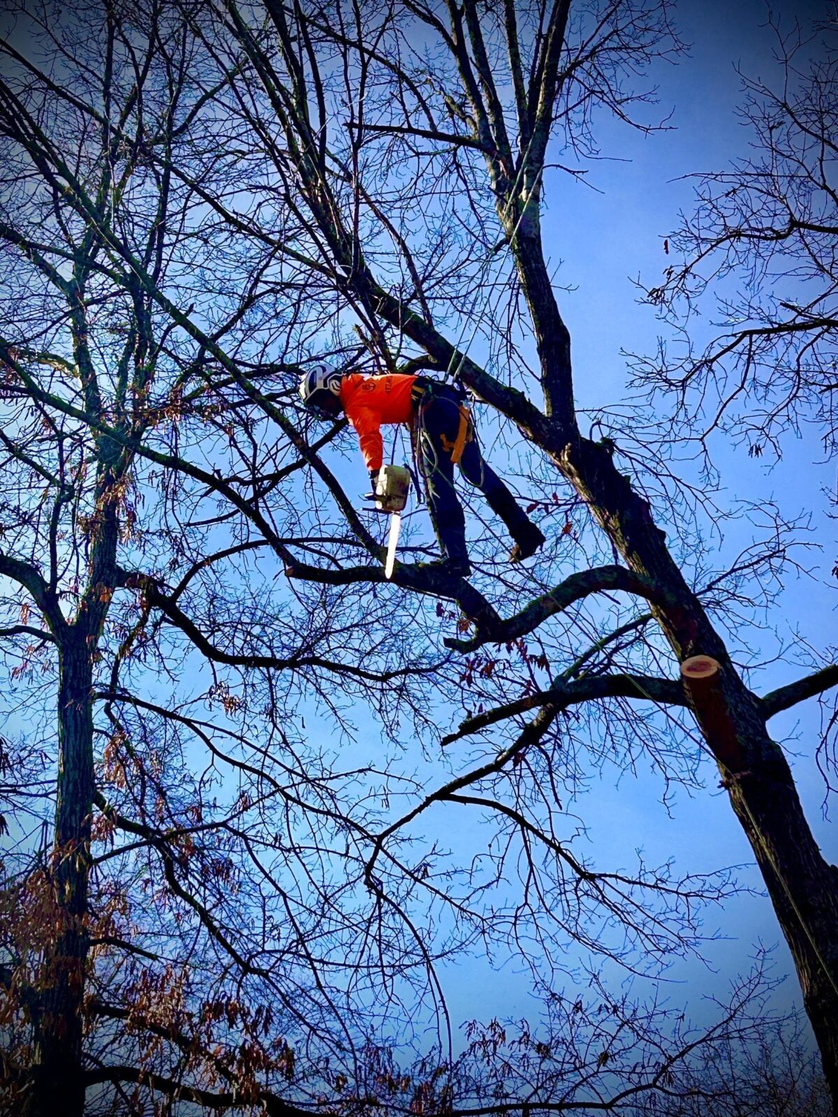 Trufast climber leaning out from a limb in a bare winter tree, pruning with a chainsaw