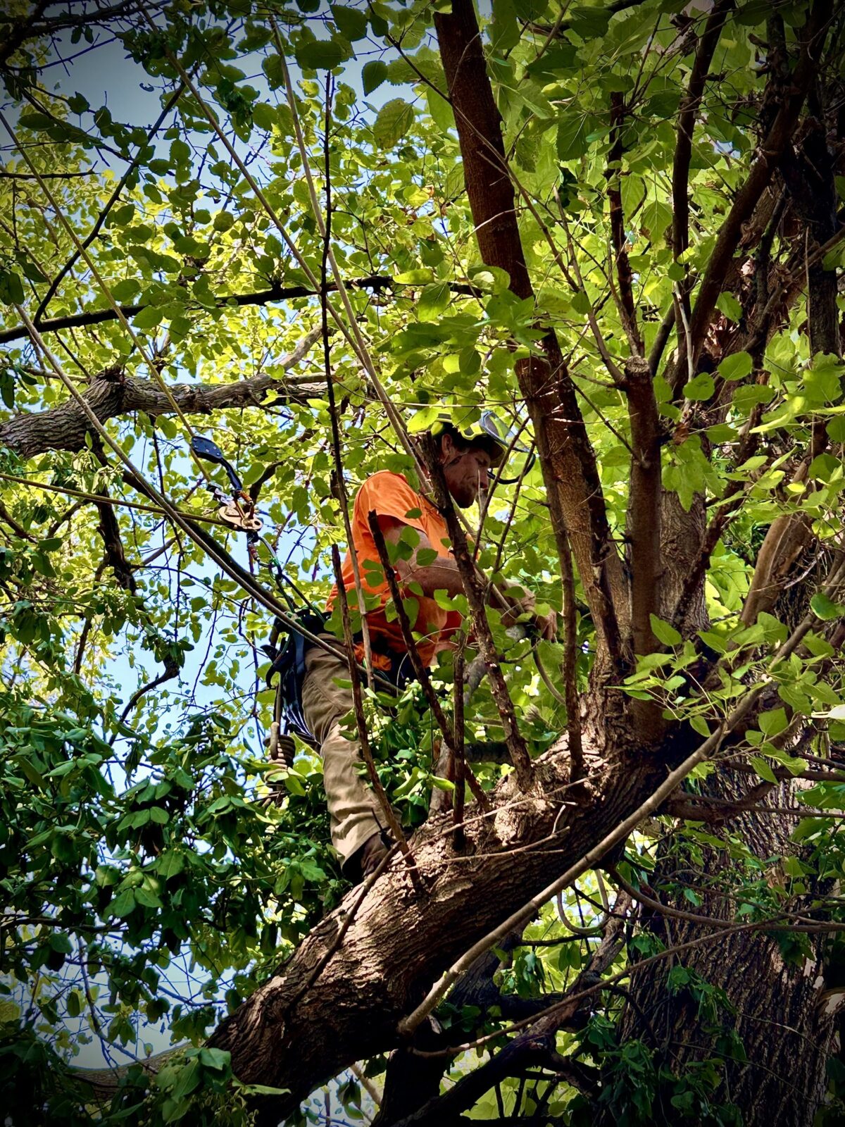 A Trufast climber roped in and standing on a big limb inside a leafy crown, pruning back small branches.
