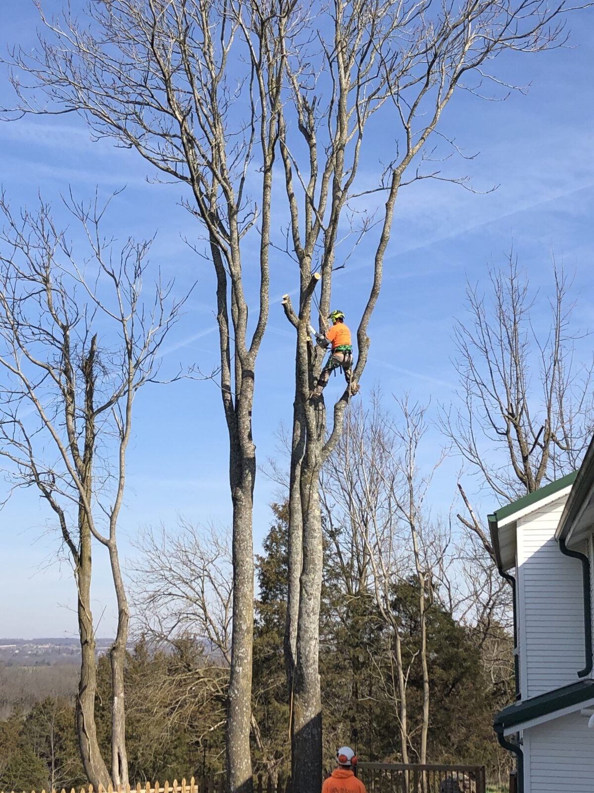 Trufast climber high in a tall bare tree beside a house on a hillside, the valley spreading out below and a ground worker at the base
