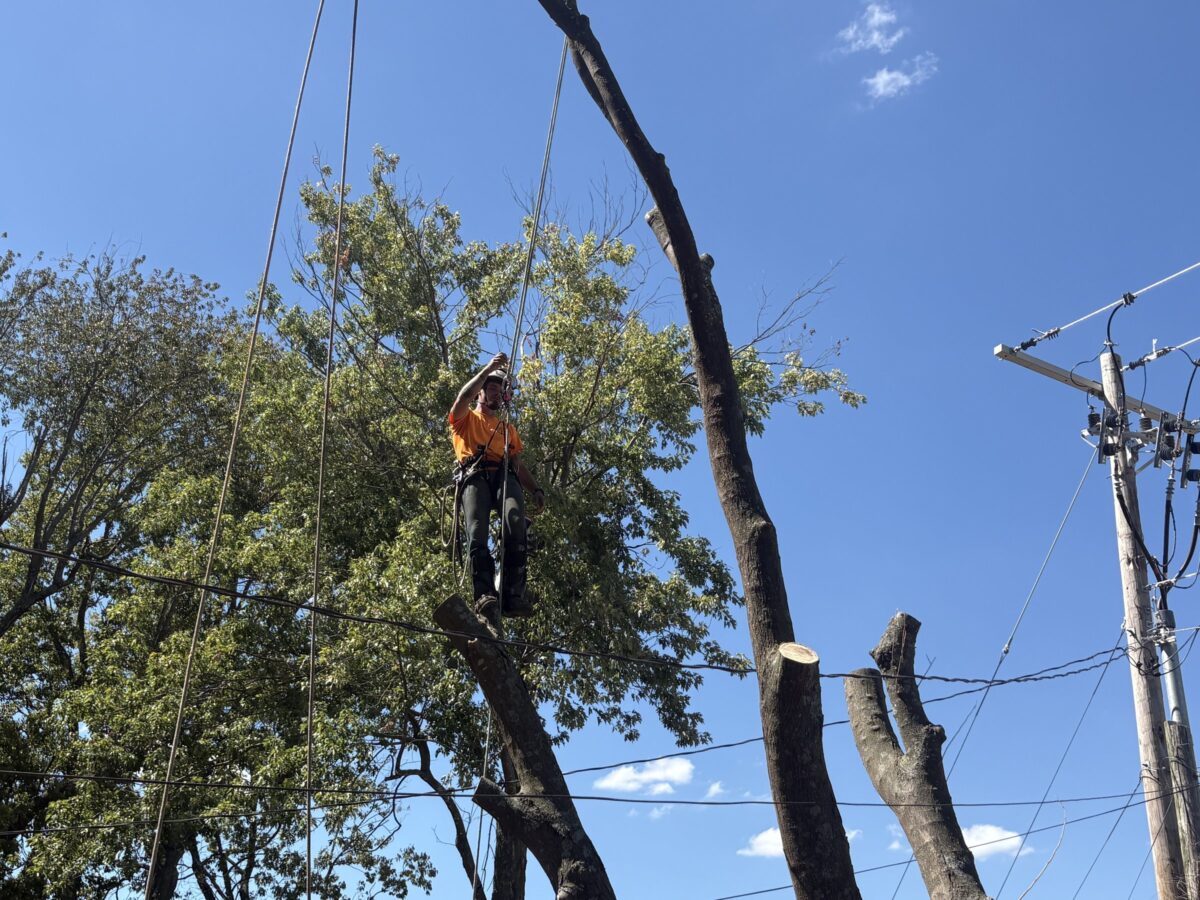 Trufast climber taking a tree down in sections beside power lines