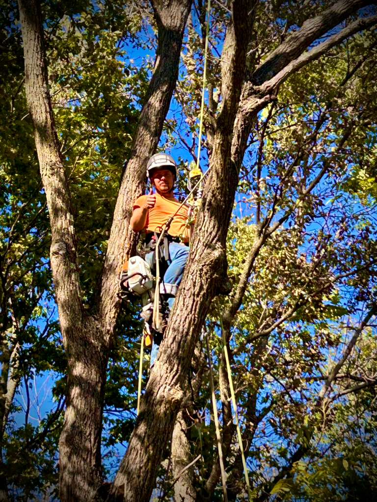 A Trufast climber tied in high in a leafy canopy, saw on his harness, giving a thumbs-up to the ground.
