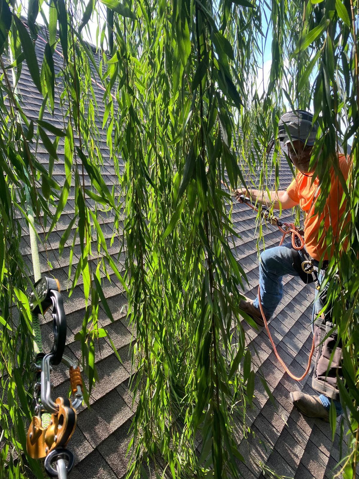 Trufast climber tied in on a steep roof, trimming willow branches that hang down onto the shingles
