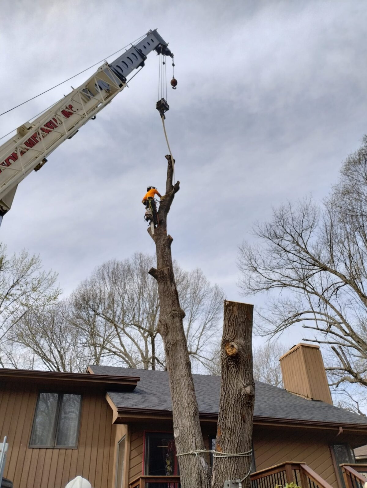 A Trufast climber tied in at the top of a tall trunk behind a house while a crane lifts away the cut sections