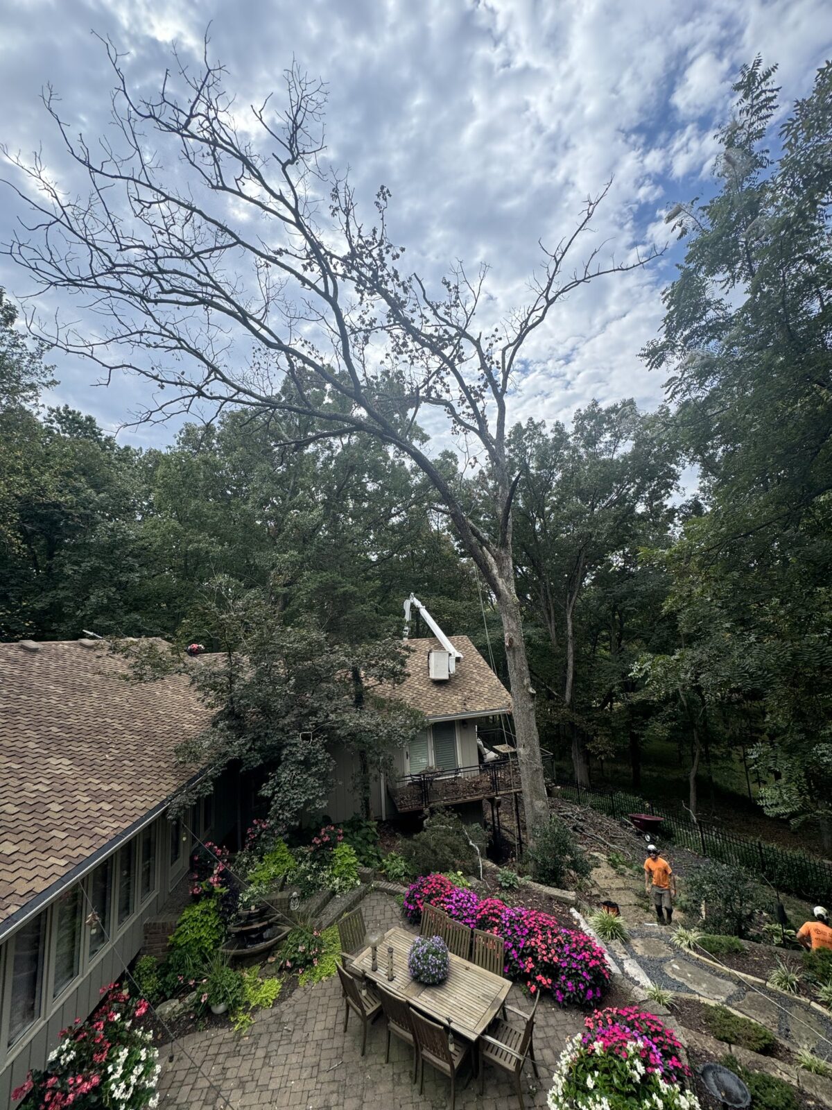 Trufast crew working a big backyard tree high above a flower-lined patio, the bucket truck reaching in behind the house.