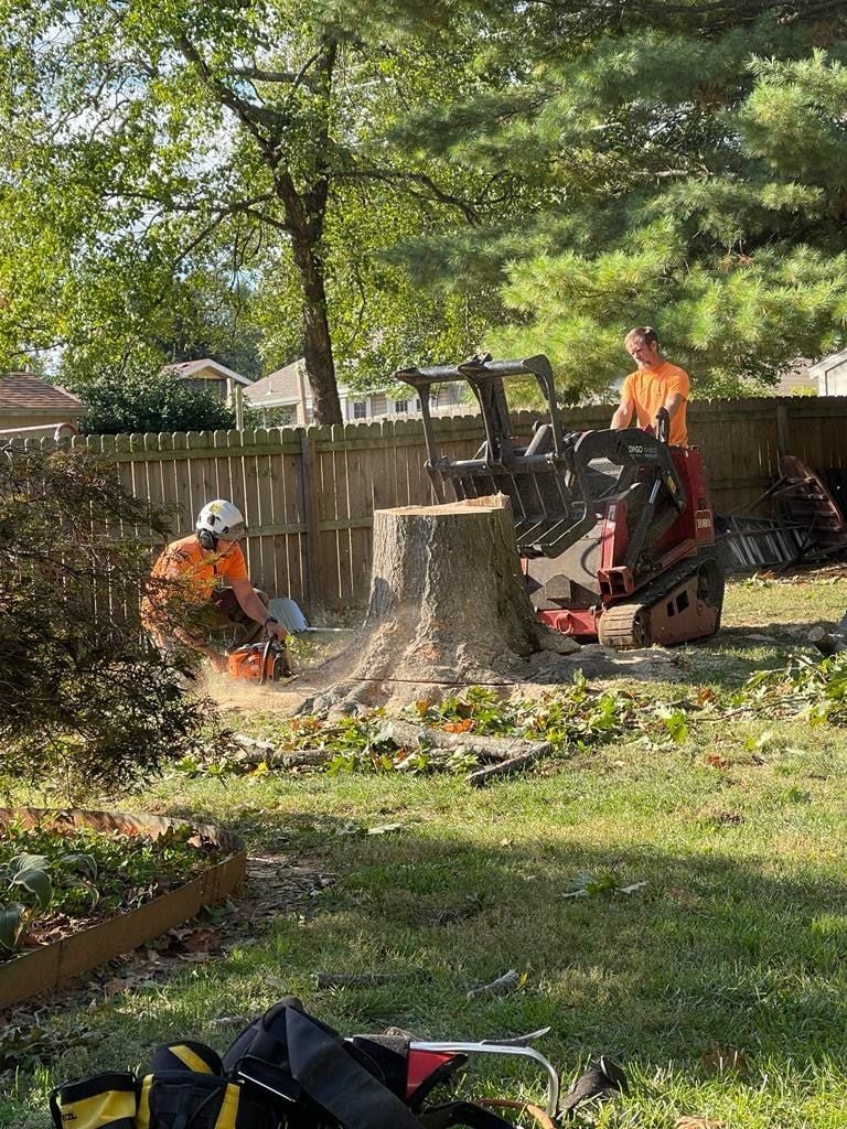 Crew member cutting a large stump low with a chainsaw while a tracked loader waits in a backyard.