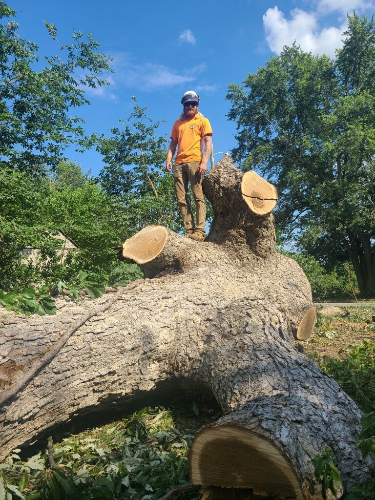 Trufast crew member standing on top of a huge felled trunk on a rural job