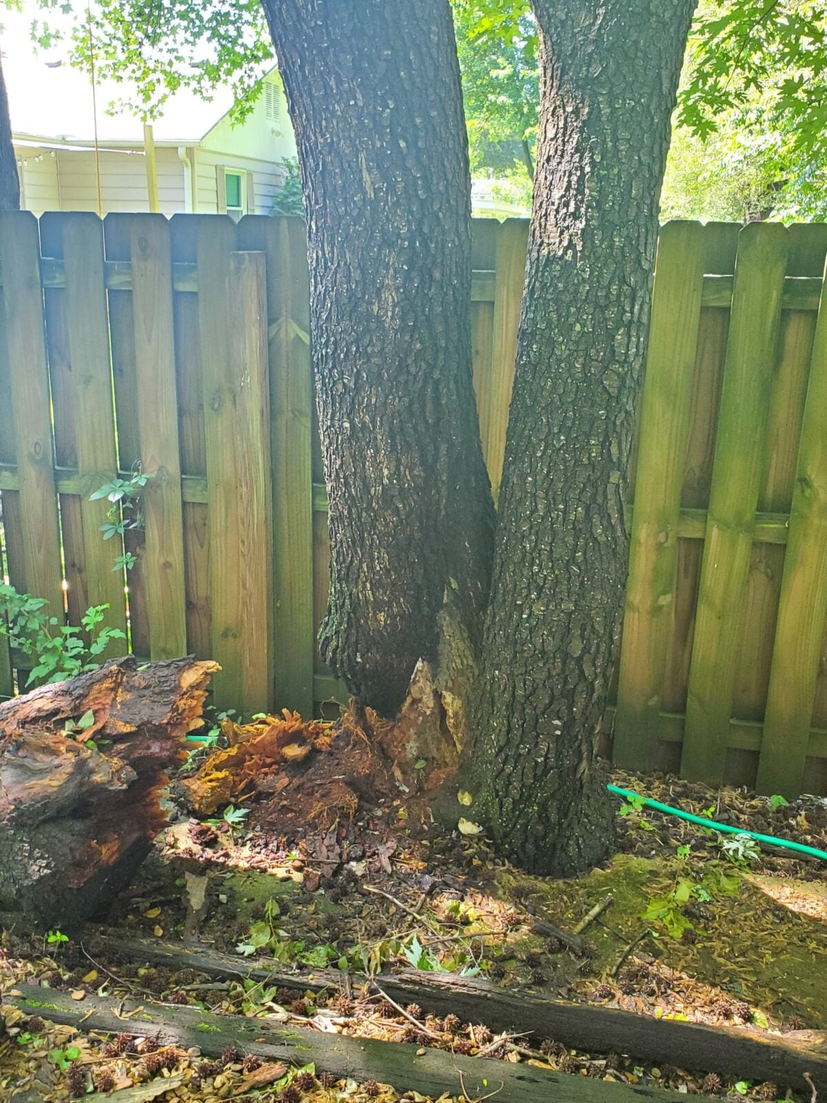 A double-trunk tree rotting out at its base, where one stem has already broken away and fallen