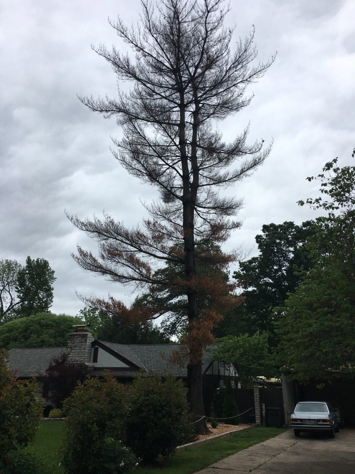 A tall pine browning from the bottom up as it dies, standing over a house and driveway