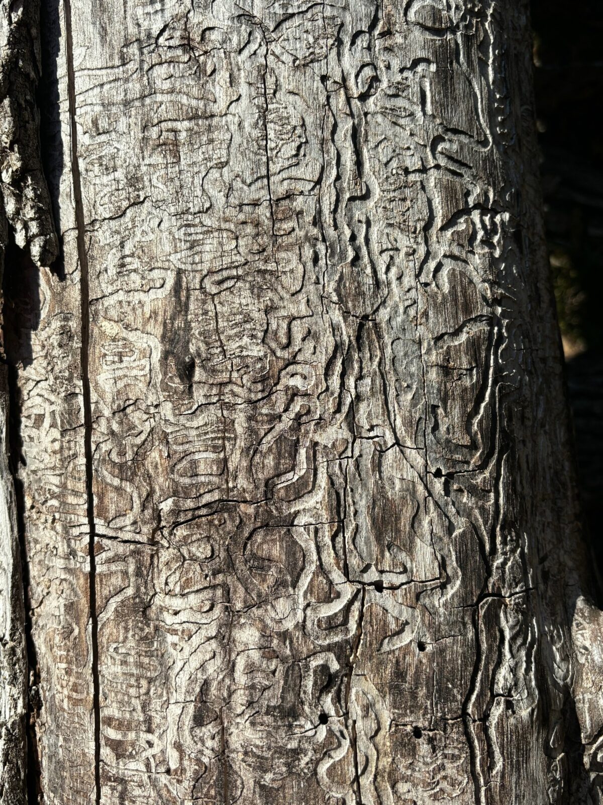 Winding S-shaped emerald ash borer tunnels etched into an ash trunk where the bark has fallen away.