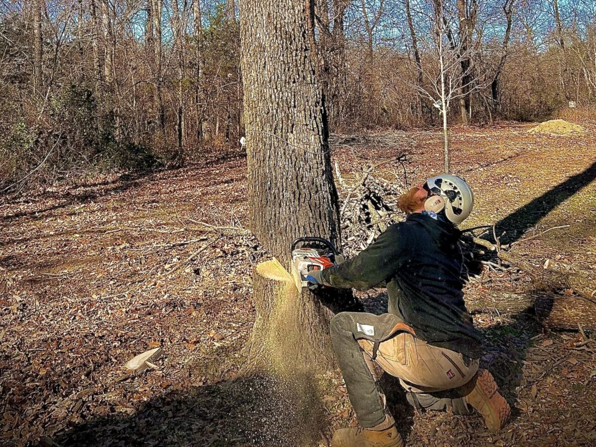 Trufast crew member kneeling to make the felling cut on a tall tree in open winter woods