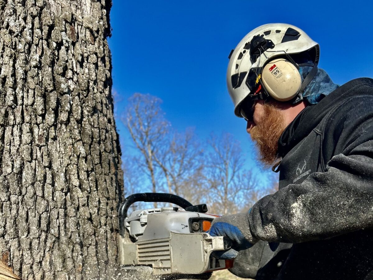 Trufast crew member in helmet and ear protection making a felling cut at the base of a big tree, sawdust flying
