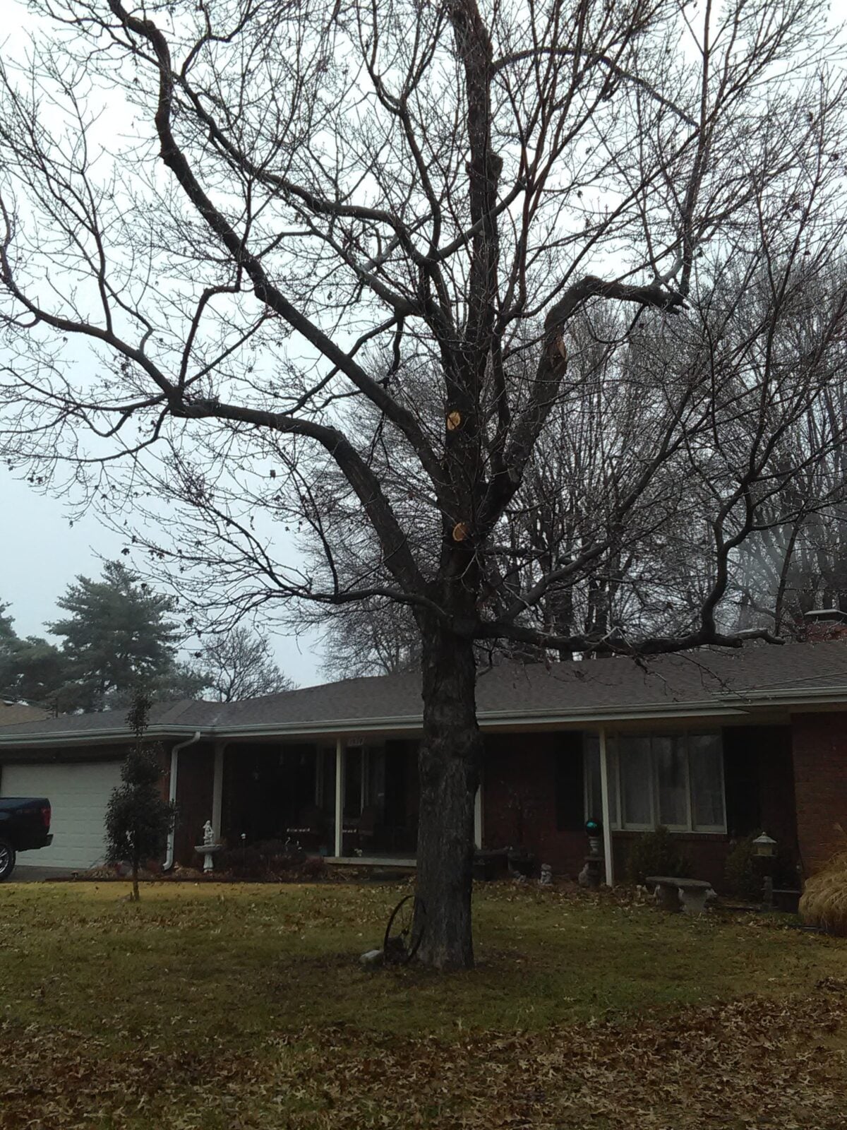 A front-yard shade tree just pruned in mid-winter, fresh cuts showing on the bare limbs