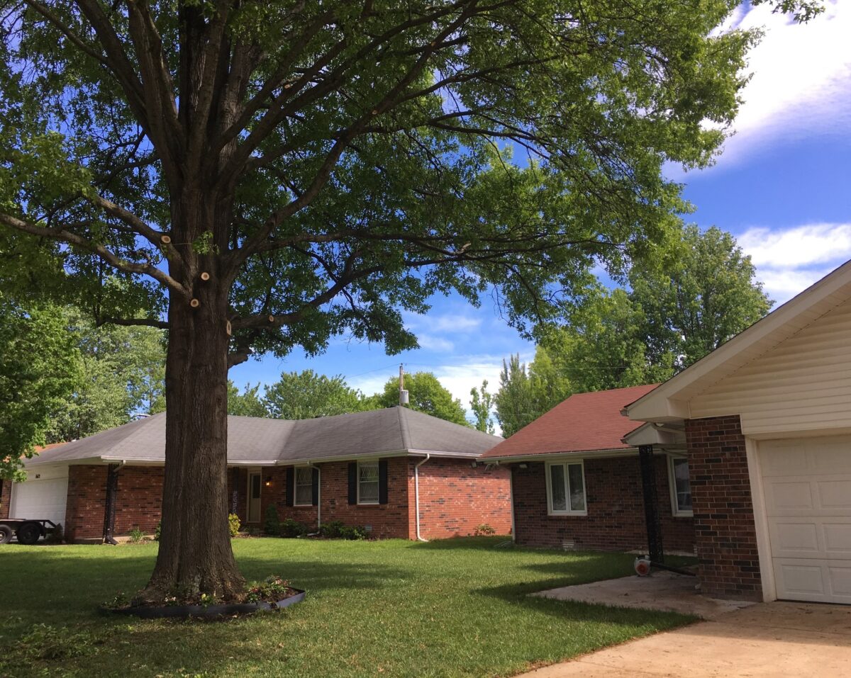 A big, healthy shade tree with a full green canopy over a front lawn, a few fresh pruning cuts on its lower trunk.