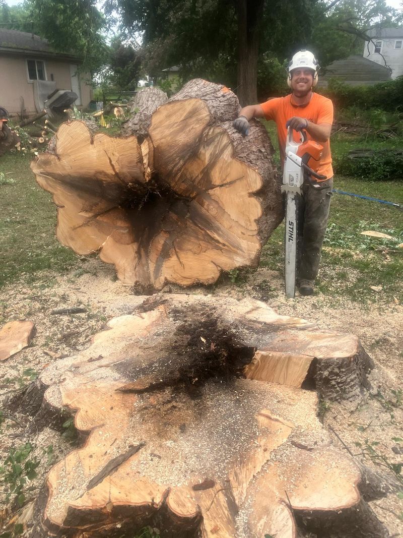 Crew member with a chainsaw beside a huge cut trunk with a rotted center, the wide stump in the foreground.
