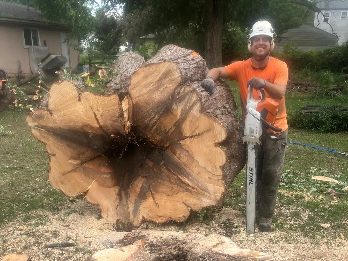 A smiling Trufast crew member beside a huge trunk cut at the base, its center rotted hollow