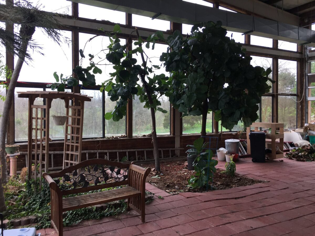 Two large indoor trees, trimmed to shape, growing in the ground of a glass-walled sunroom