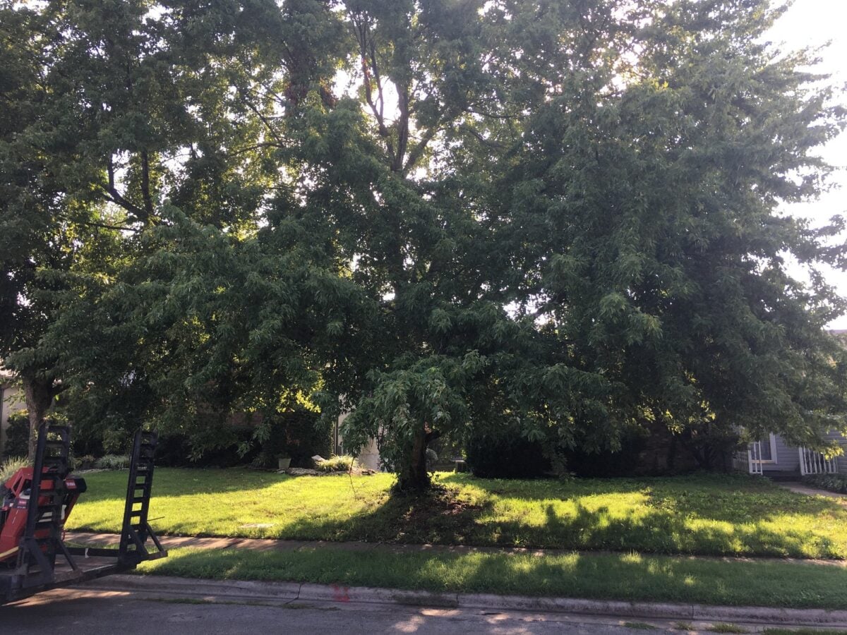 A large front-yard tree grown so thick and low that it hides the house behind it