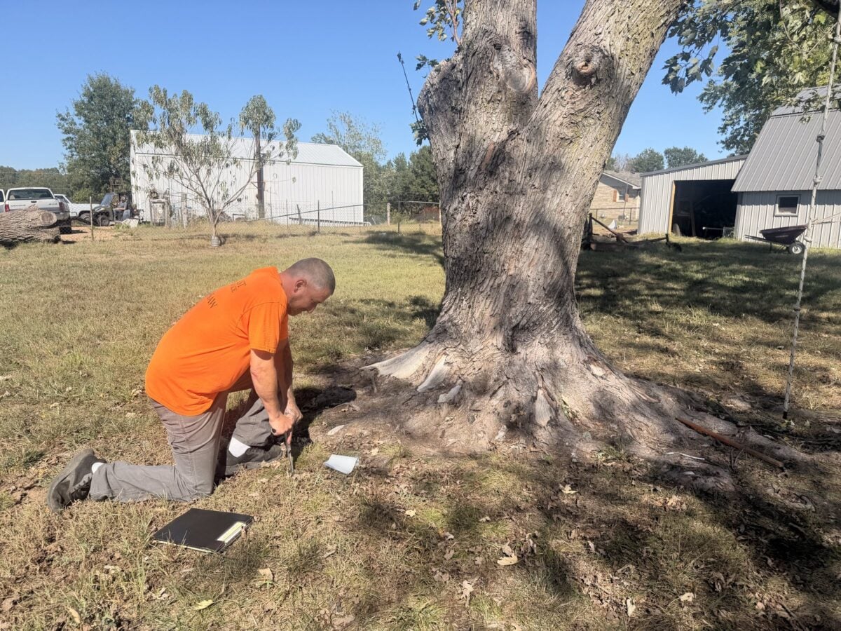 Trufast's ISA Certified Arborist Luke kneeling at the root flare of a large tree, probing the soil during a tree health check.