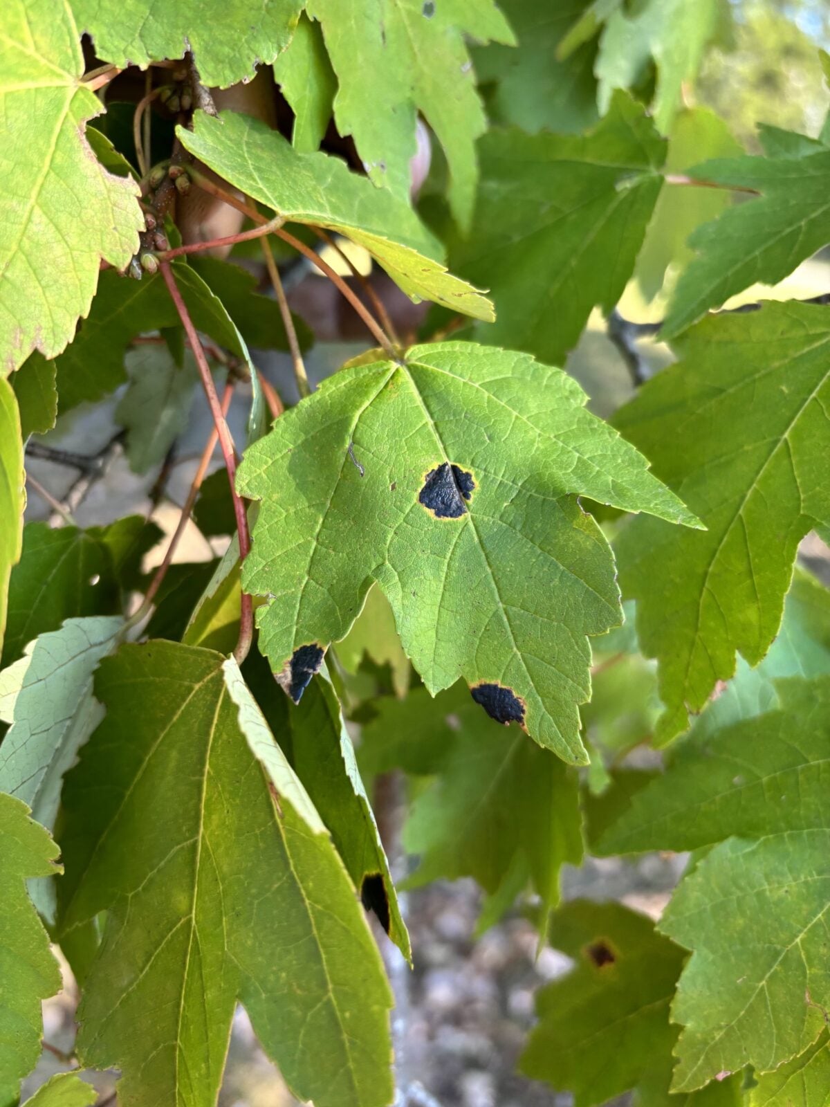 Maple leaves marked with round black spots, a common leaf disease