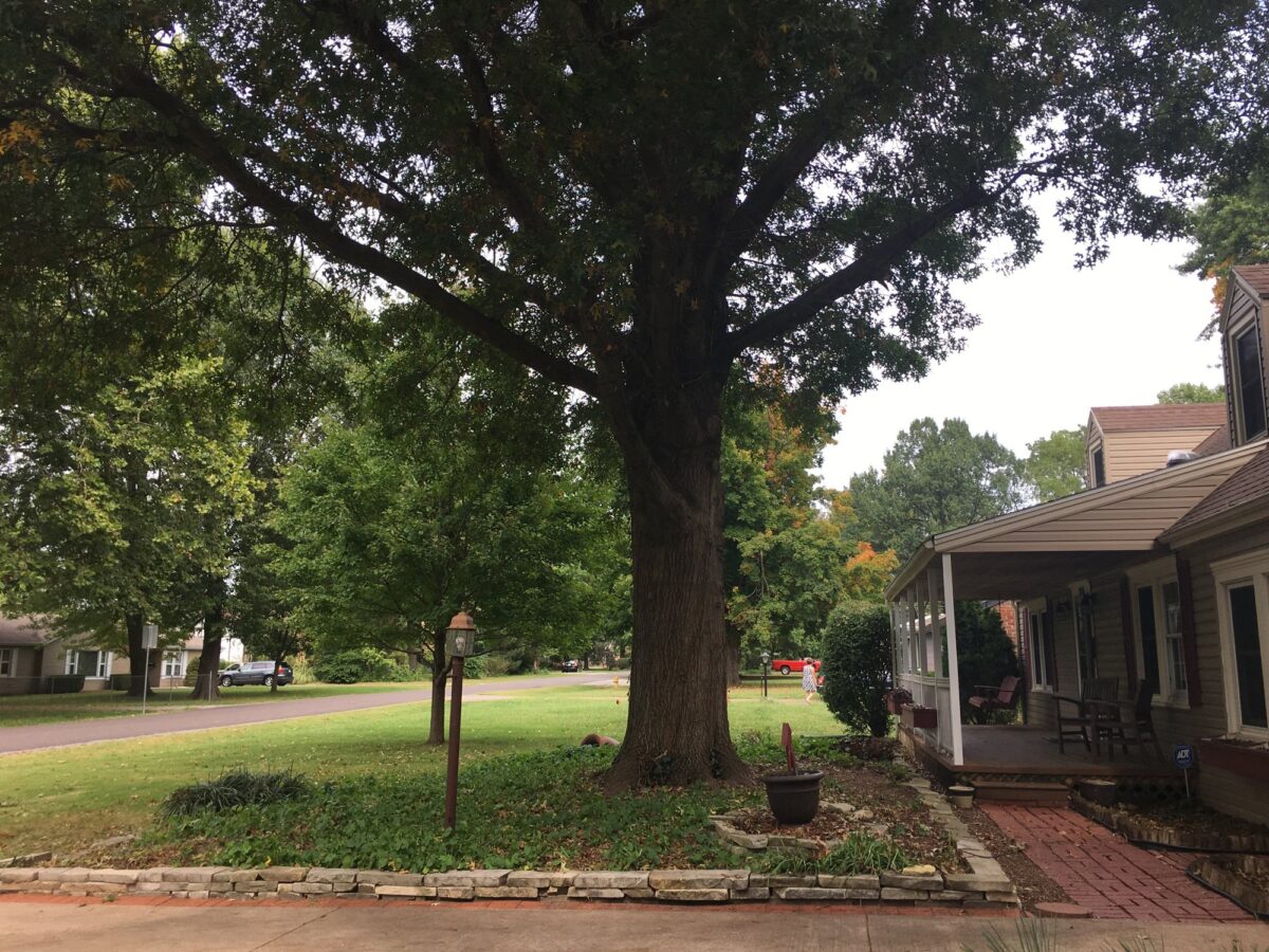 The same oak after trimming, canopy raised and thinned so the porch and street open up