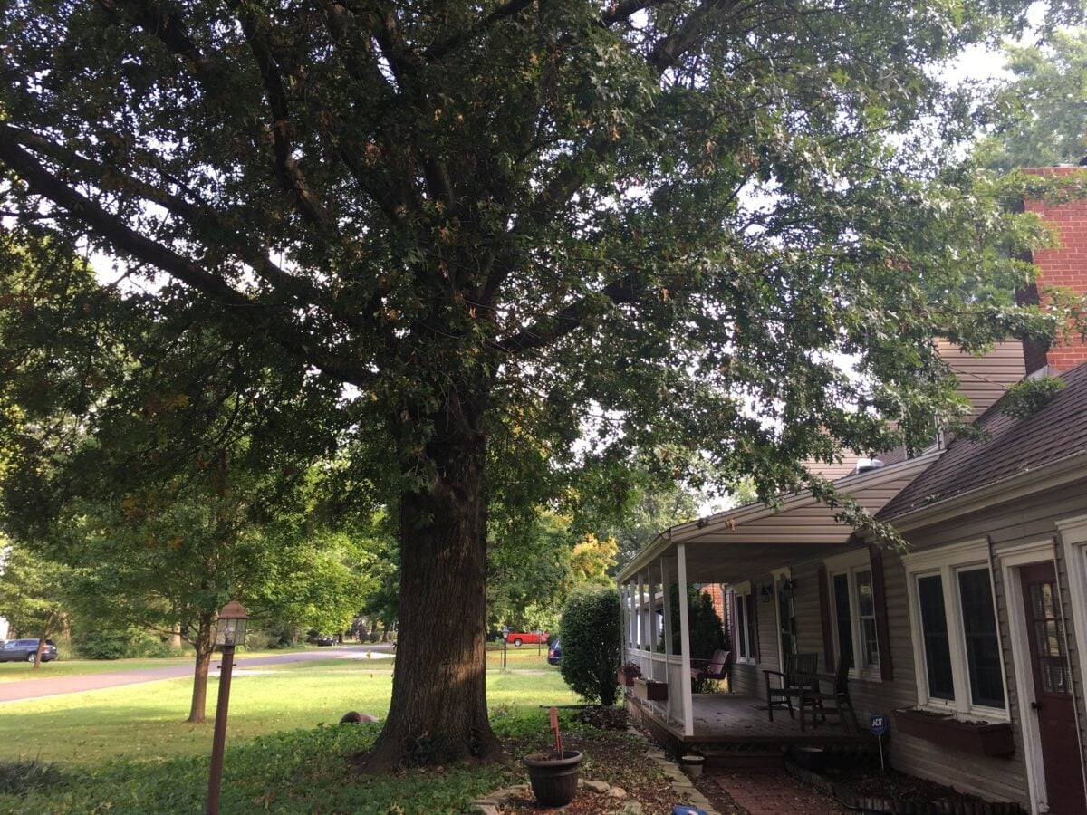 A big mature oak beside a porch, its lower limbs hanging low over the roof and yard