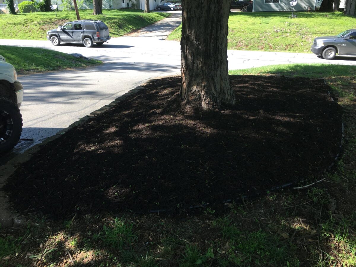 A wide, flat ring of fresh mulch spread under a street-side shade tree, kept low at the trunk instead of piled against it.