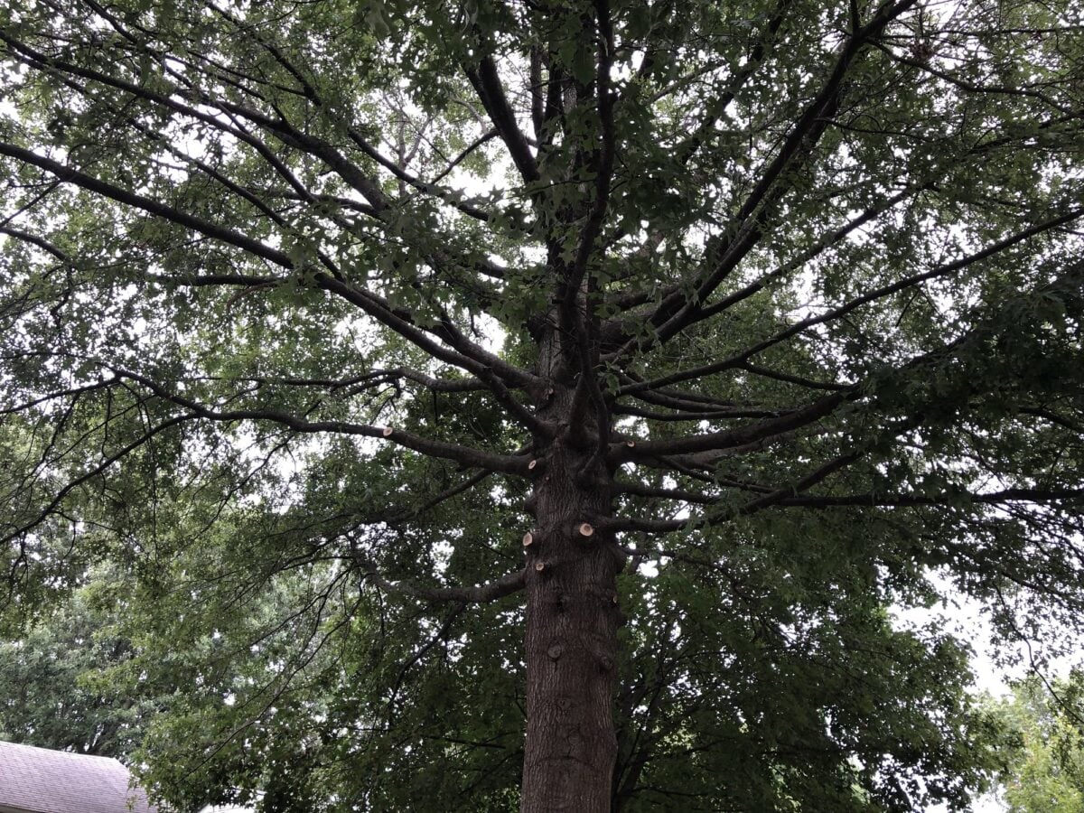 The same crown after thinning, opened up with clean cuts at the branch collars