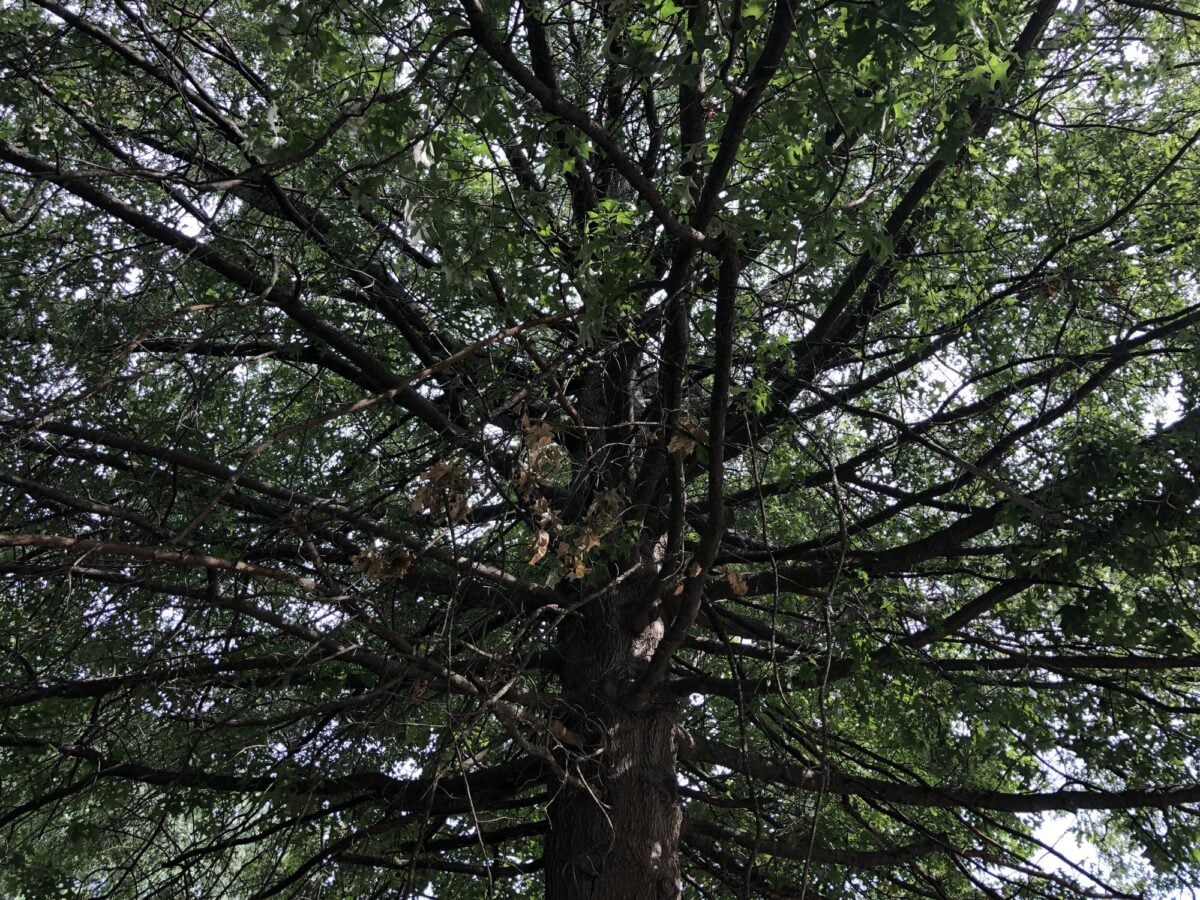 Looking up into a dense oak crown full of crossing limbs and dead twigs