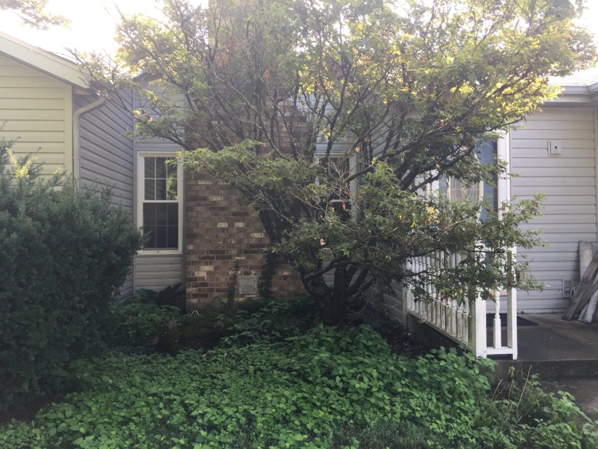 An overgrown ornamental tree hiding the front door and windows of a house