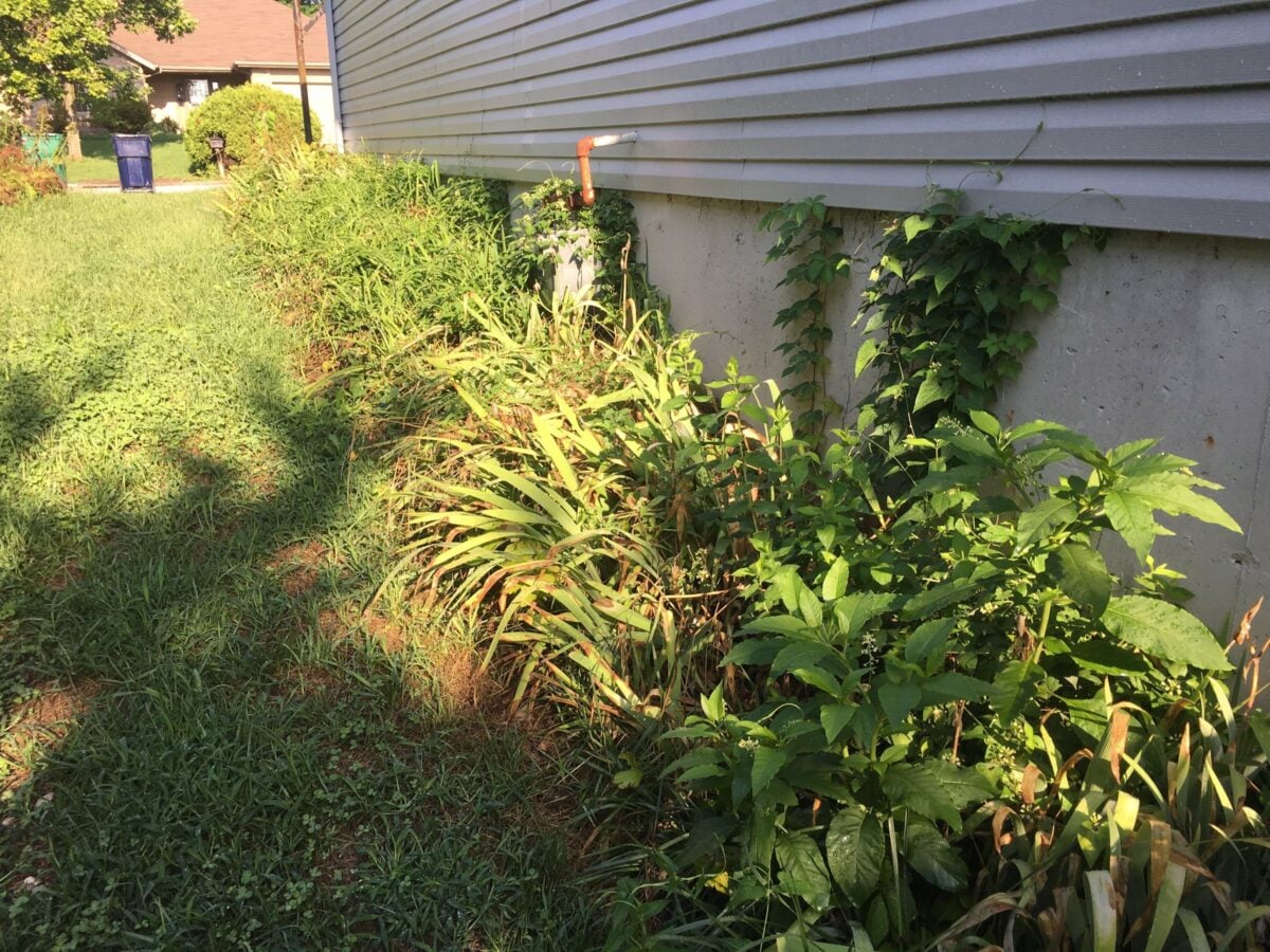 Weeds, lilies and vines grown up along a house's foundation and climbing the siding