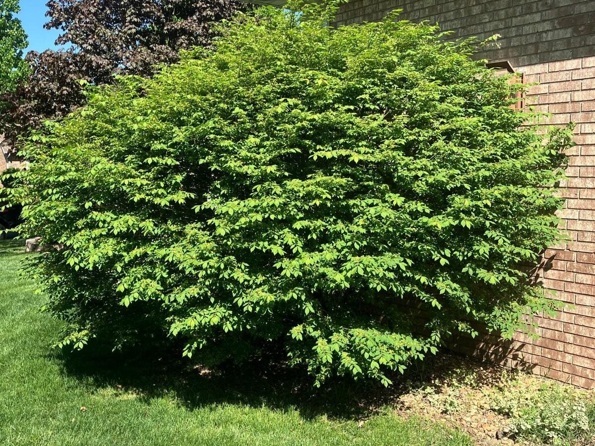 Overgrown shrub pressed against the brick wall of a house