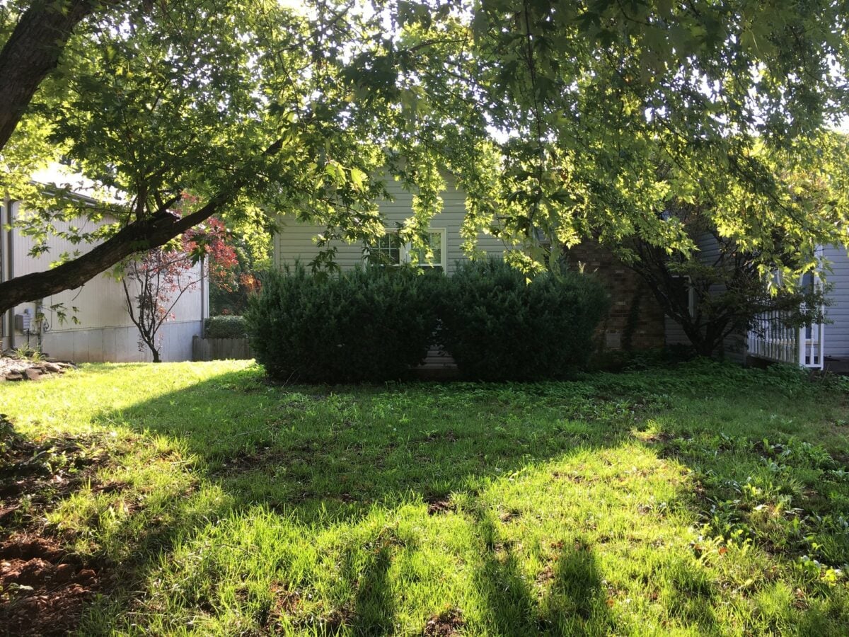 Overgrown shrubs grown together under low tree limbs, hiding the windows of a house