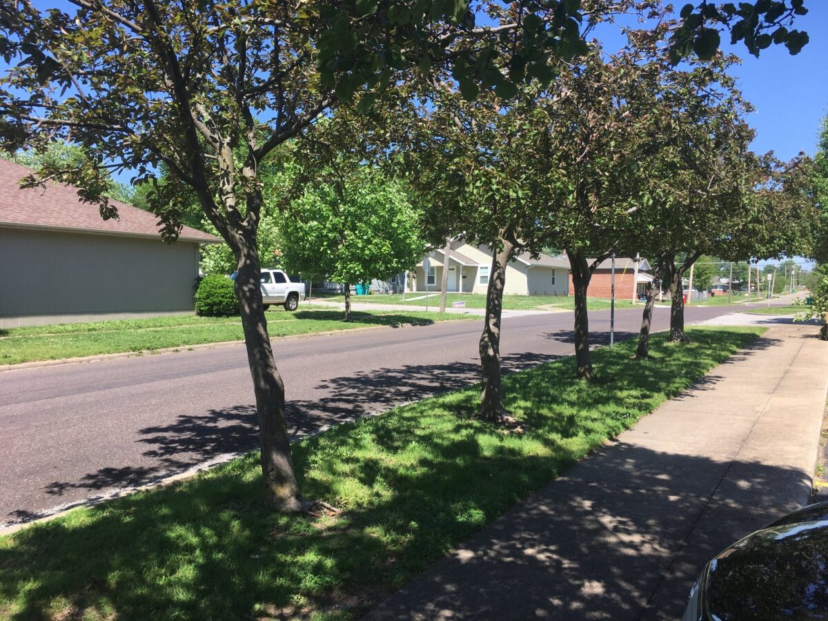 A row of crabapple trees along a sidewalk, trimmed and raised so the walk and street stay clear