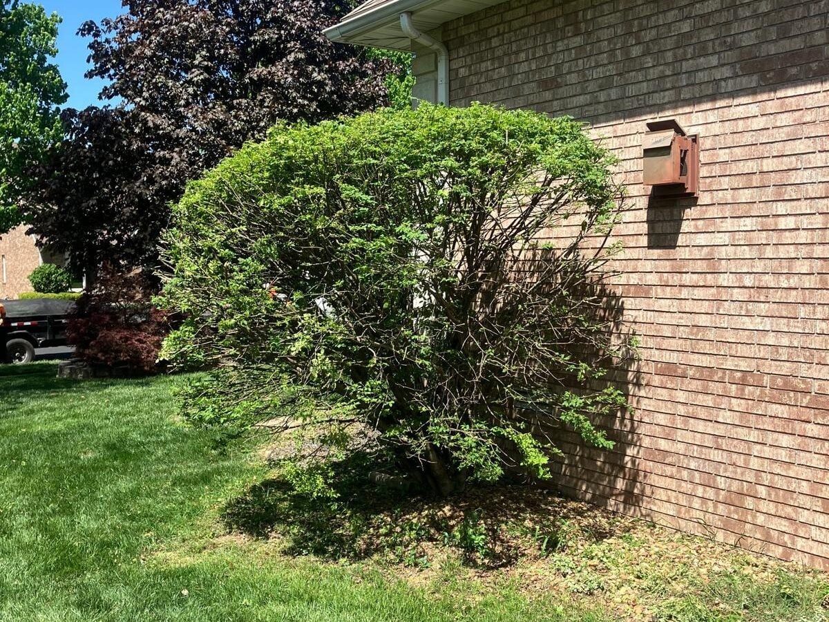 The same shrub trimmed back, its lower branches bare from years of shade