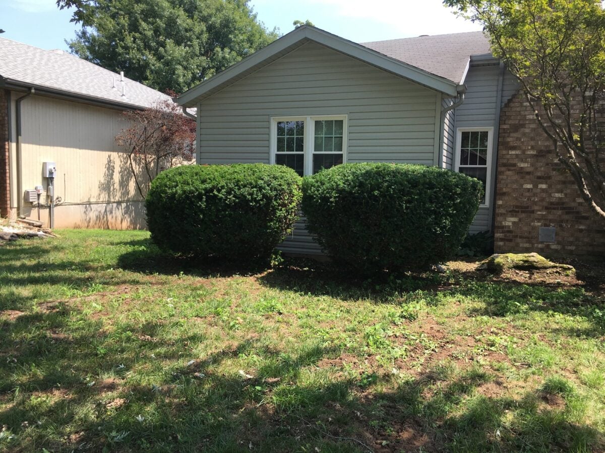 The same shrubs shaped into two neat rounded forms, the limbs above raised and the windows open