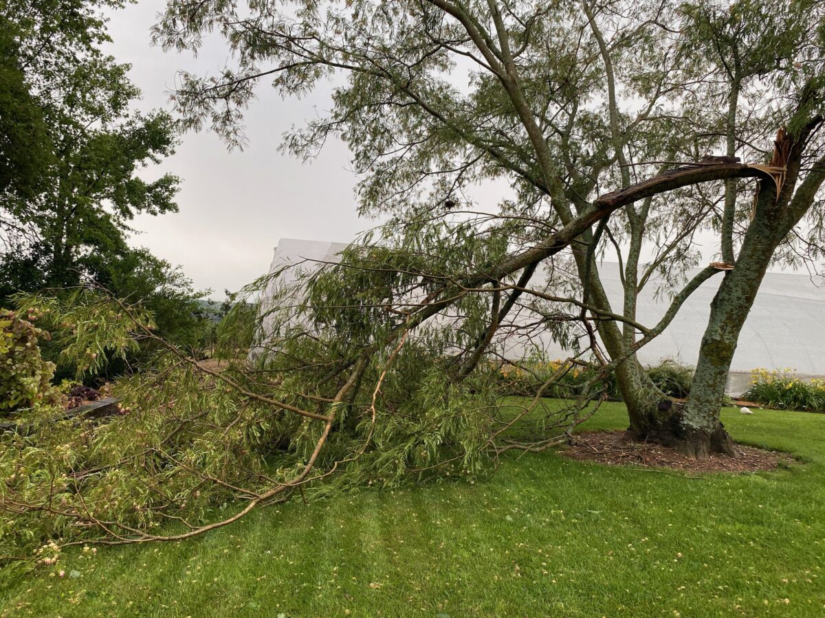A big limb torn off a multi-trunk tree in a storm and lying across the lawn, while the rest of the tree still stands.