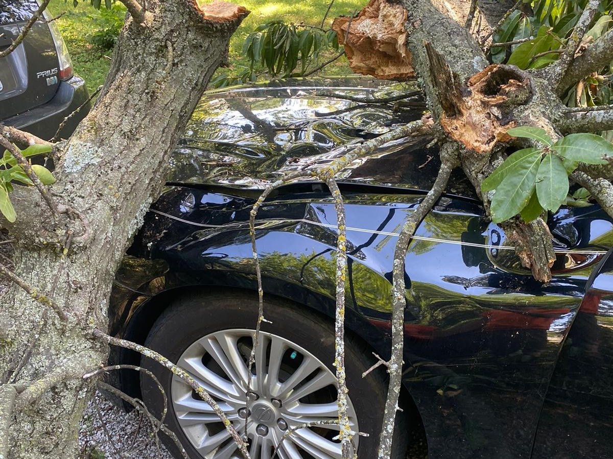 A storm-split tree fallen onto a parked car, limbs across the hood and door