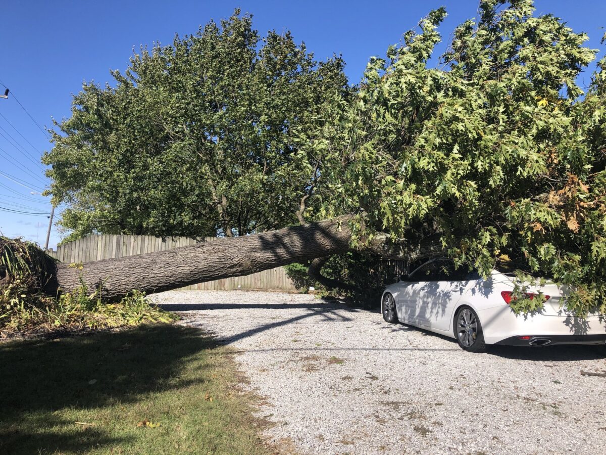 An uprooted oak blown over onto a white car in a gravel drive, its root ball torn out of the ground