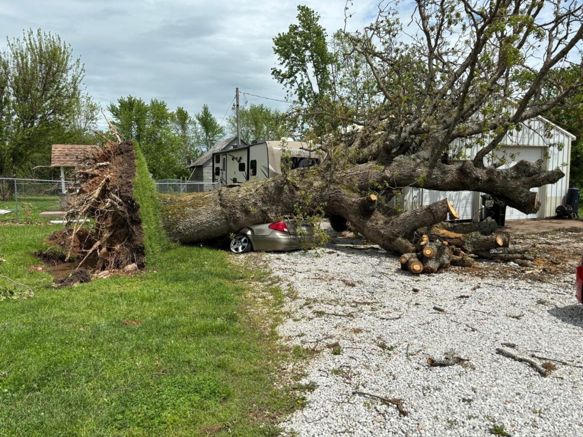 A big tree torn out by the roots in a storm, lying across a crushed car, with Trufast's first cuts already stacked beside it