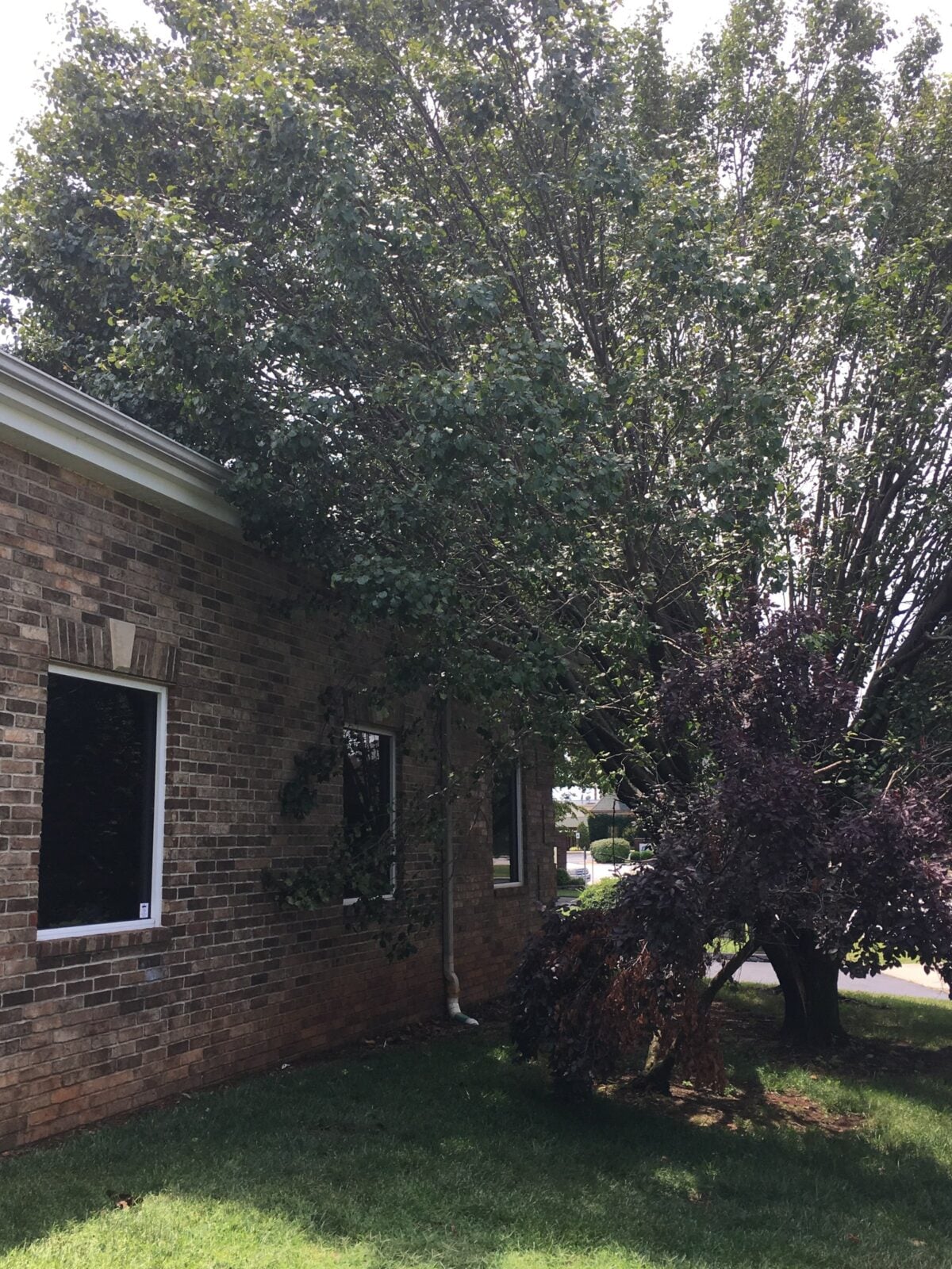 A tree planted too close to a brick house, its limbs grown into the gutter and roofline.