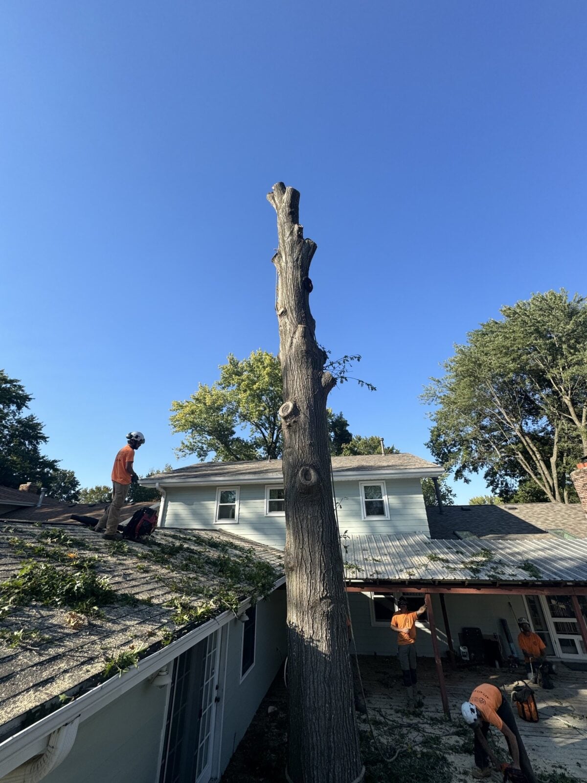 A tall trunk being taken down between a house and a covered deck, with Trufast crew on the roof and on the ground
